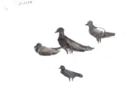 pigeons-of-needle-park001