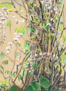 wisteria 12 may 2 19.jpeg