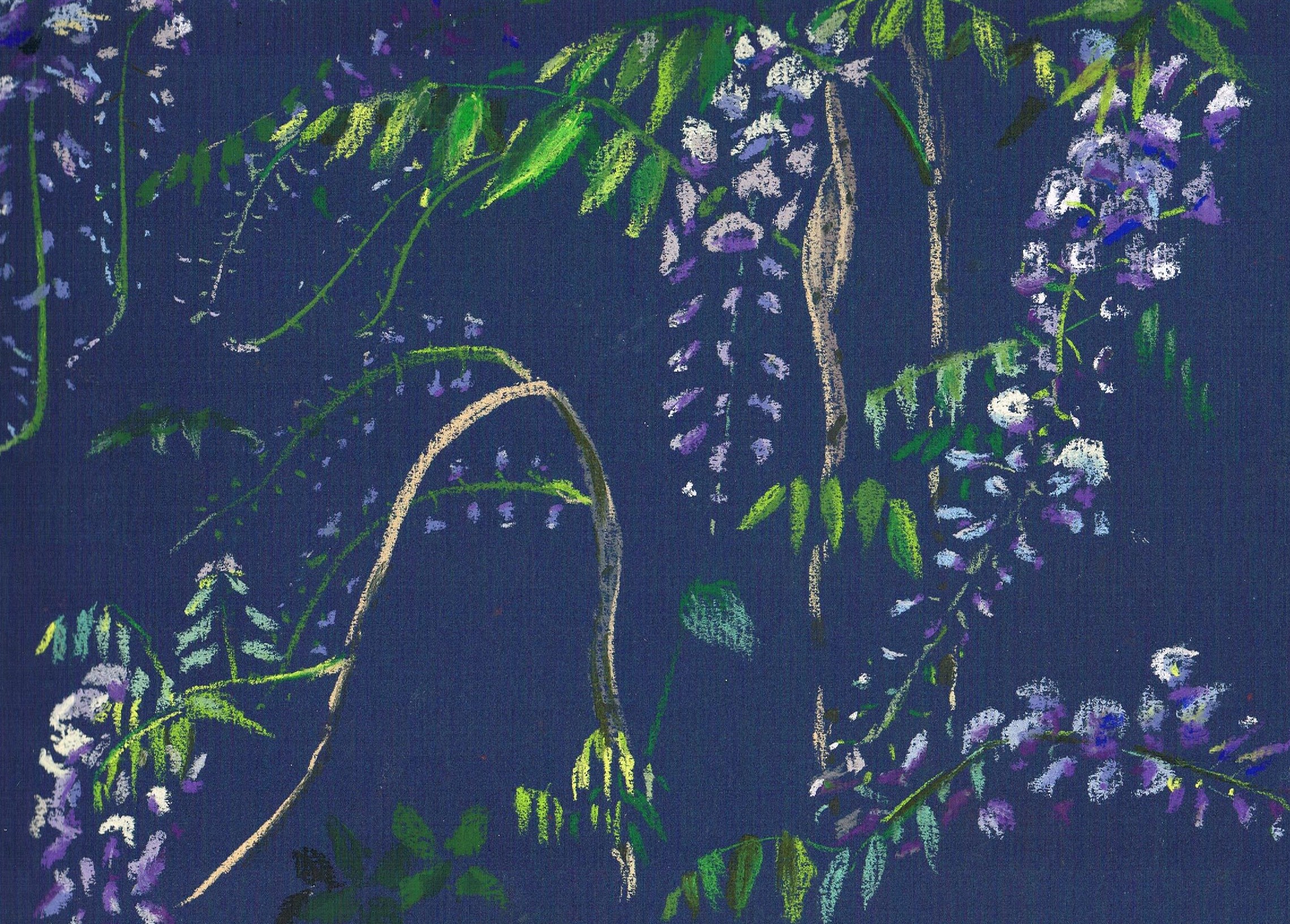 wisteria 12 may 3 19